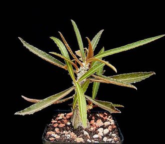 Euphorbia waringiae
