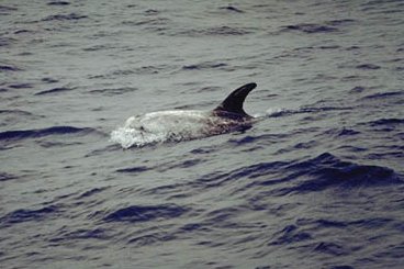 Dauphin de Risso (Grampus griseus)