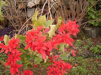 Poinsettia (Euphorbia pulcherrima)