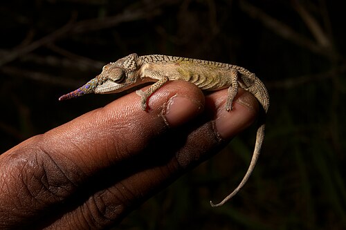 Calumma gallus