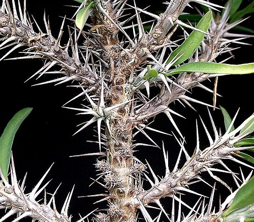 Euphorbia kondoi