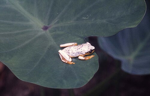 Heterixalus punctatus
