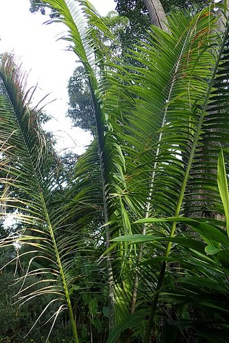 Ravenea robustior