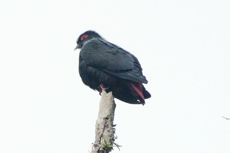 Founingo bleu (Alectroenas madagascariensis)