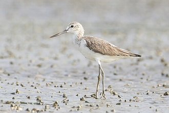 Chevalier aboyeur (Tringa nebularia)