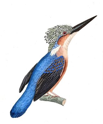 Martin-pêcheur vintsi (Corythornis vintsioides)