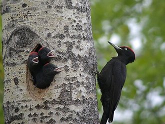 Pic noir (Dryocopus martius)