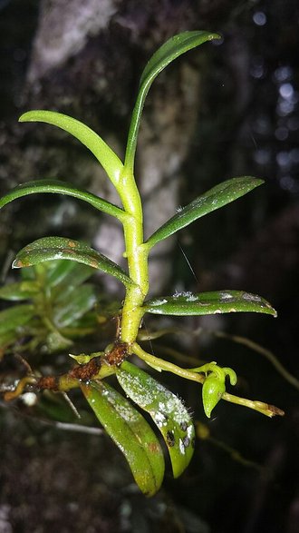 Angraecum triangulifolium