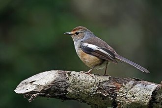 Shama de Madagascar (Copsychus albospecularis)