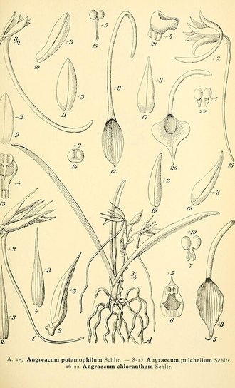 Angraecum huntleyoides