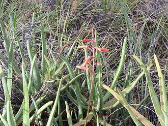 Aloe isaloensis