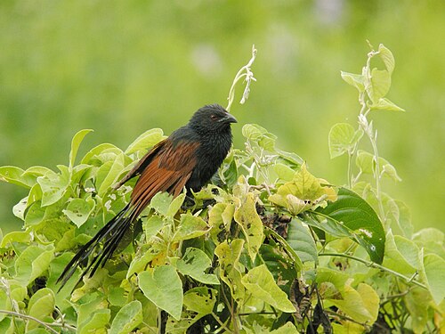 Coucou de Madagascar (Centropus toulou)