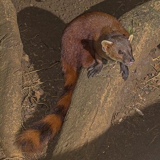 Galidia elegans
