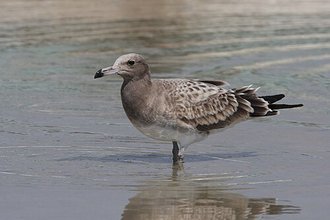 Goéland de Hemprich (Ichthyaetus hemprichii)
