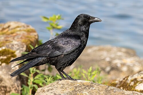 Corneille noire (Corvus corone)