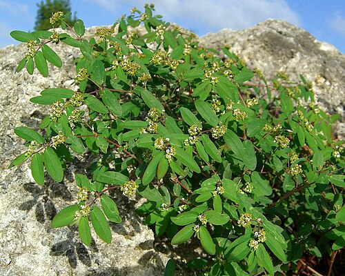 Euphorbia hypericifolia