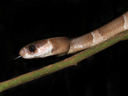Parastenophis betsileanus