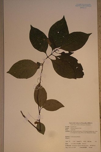 Mostuea brunonis
