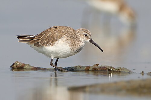 Bécasseau cocorli (Calidris ferruginea)