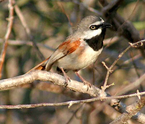 Calicalic à épaulettes (Calicalicus rufocarpalis)