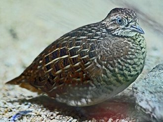 Turnix de Madagascar (Turnix nigricollis)