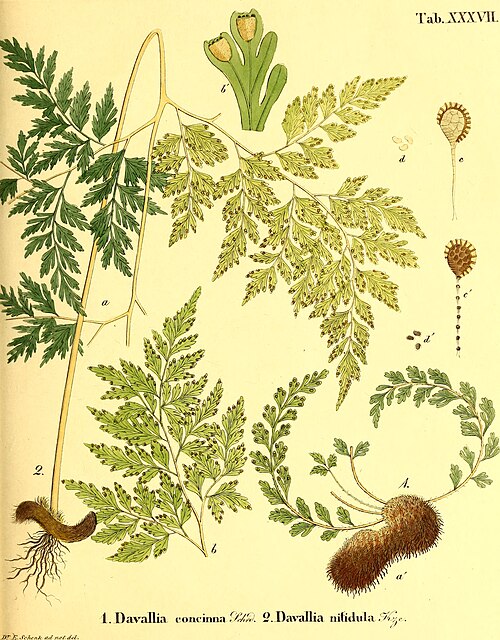 Asplenium theciferum