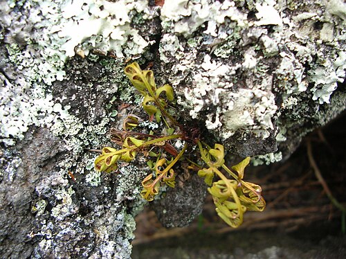 Asplenium aethiopicum