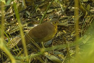 Mésite unicolore (Mesitornis unicolor)