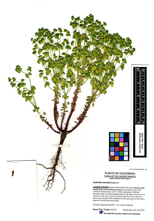Euphorbia crenulata