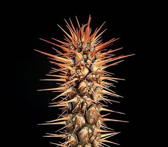 Euphorbia didiereoides