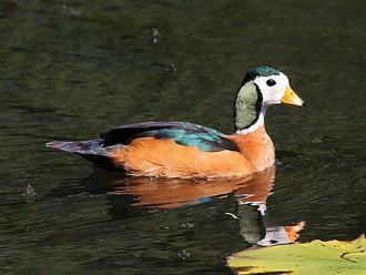 Anserelle naine (Nettapus auritus)