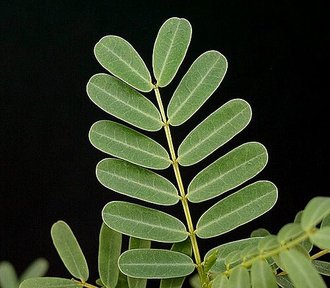 Delonix decaryi