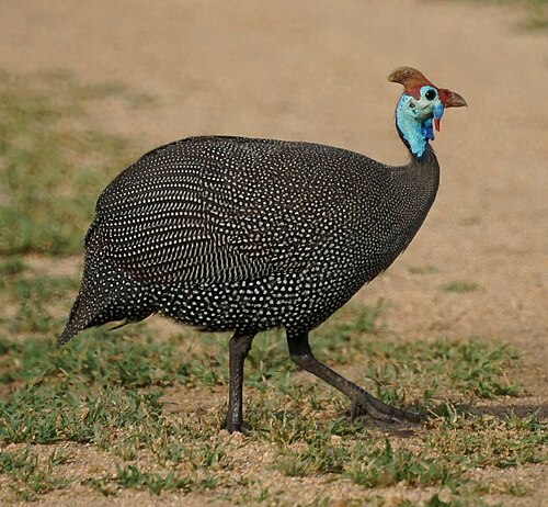 Pintade de Numidie (Numida meleagris)
