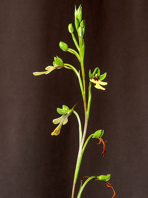 Cynorkis flexuosa