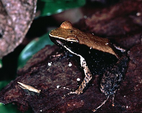 Mantidactylus albofrenatus