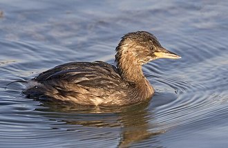 Grèbe castagneux (Tachybaptus ruficollis)