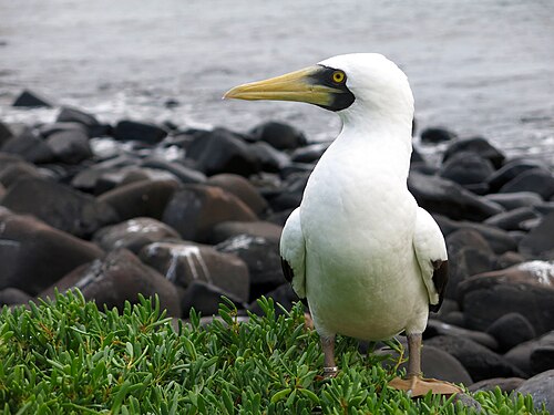 Fou masqué (Sula dactylatra)