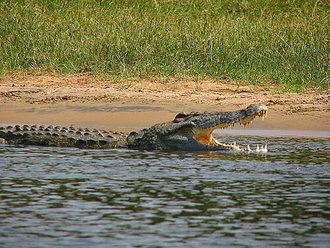 Crocodile du Nil (Crocodylus niloticus)