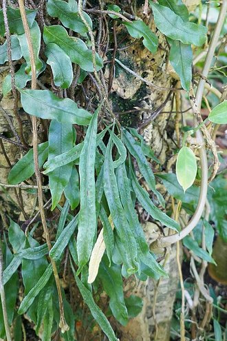 Microgramma mauritiana