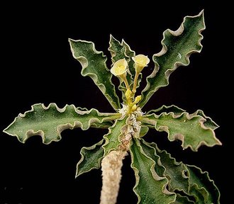 Euphorbia cap-saintemariensis