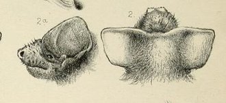 Sauromys à jugulaire (Mormopterus jugularis)