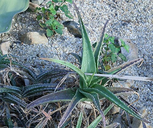 Aloe massawana