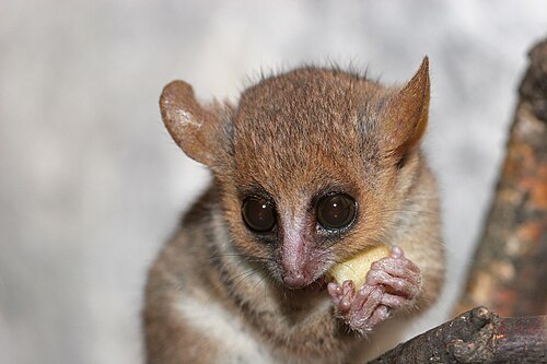 Microcèbe mignon (Microcebus murinus)