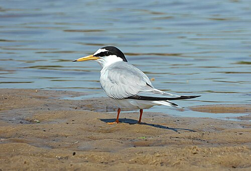 Sterne naine (Sternula albifrons)