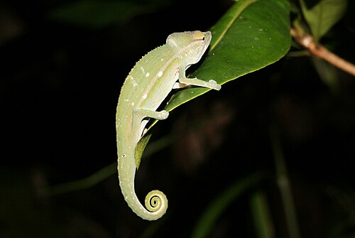 Calumma gastrotaenia