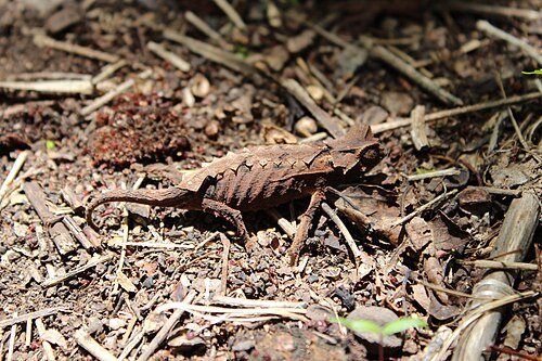 Brookesia brunoi