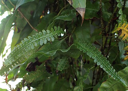 Oleandra distenta