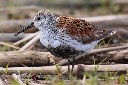 Bécasseau variable (Calidris alpina)