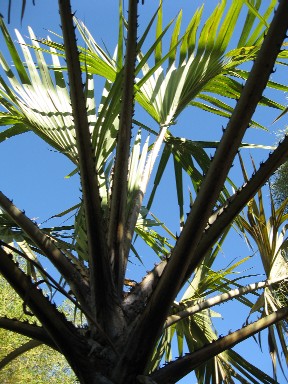 Hyphaene coriacea