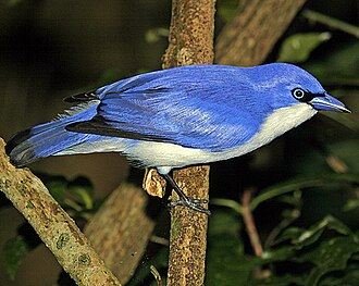 Artamie azurée (Cyanolanius madagascarinus)